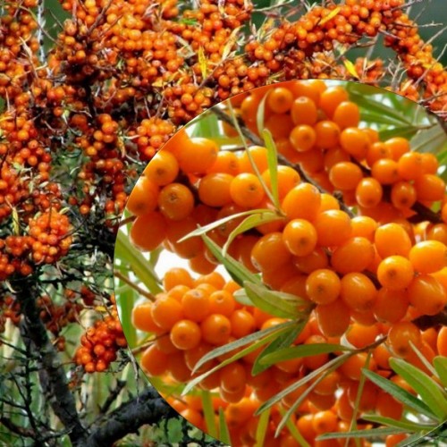 Hippophae rhamnoides 'Luchistaja' - Harilik astelpaju 'Luchistaja' C1/1L